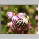 Colletes succinctus - Heidekraut-Seidenbiene 01d 10mm.jpg
